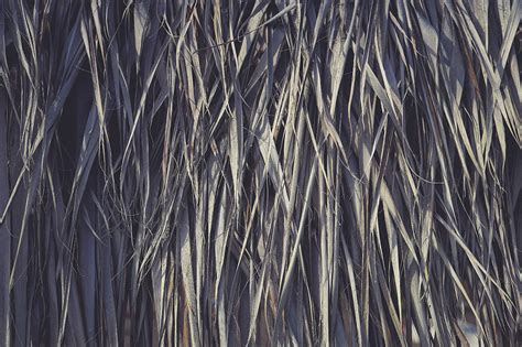 11 Palm Leaves Textures By Textures Overlays Store TheHungryJPEG