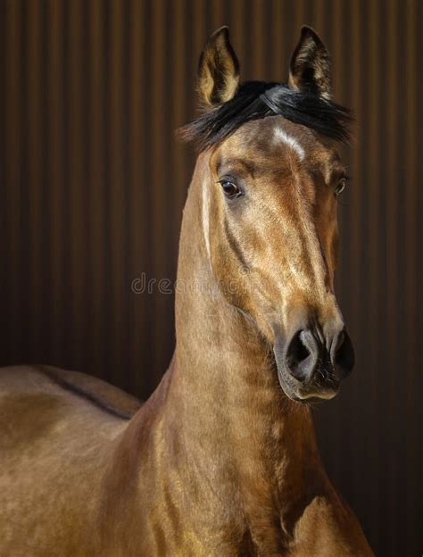 2402 Dun Horse Stock Photos Free And Royalty Free Stock Photos From