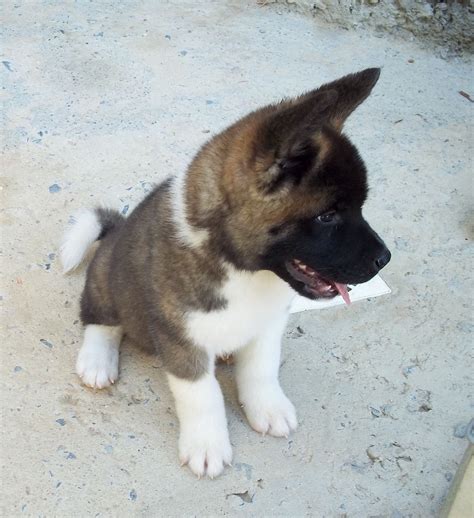 American Akita Puppies For Sale In Florida