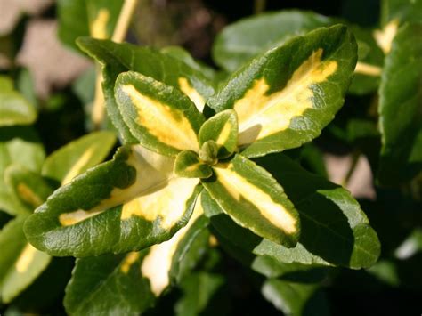 Euonymus Fortunei Sunspot Trzmielina Fortunea