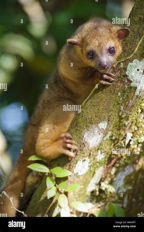 Kinkajou Potos Flavus In Tree Amapa Brazil Stock Photo Alamy