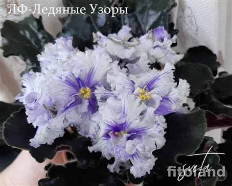 Фиалка ледяные узоры - фото и картинки: 64 штук