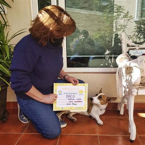 Curso Para Cachorros Perrinos