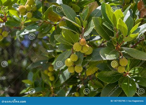 Rvore De Morango Sempre Verde Do Unedo Do Arbutus Frutos Unripened