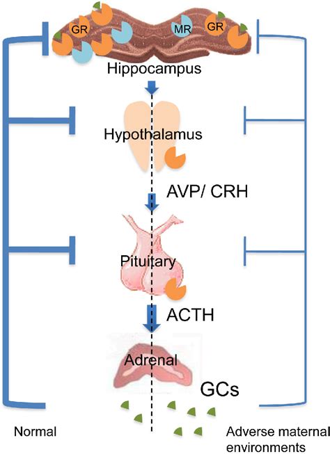 Figure 1 From Role Of The Hypothalamic Pituitary Adrenal Axis In