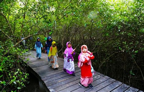 Kebun Raya Mangrove Surabaya Terlengkap Se Indonesia