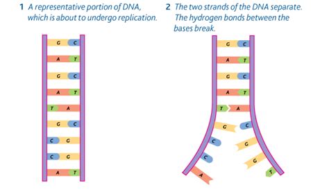 34 Dna Structurer And Replication Biology Notes For A Level