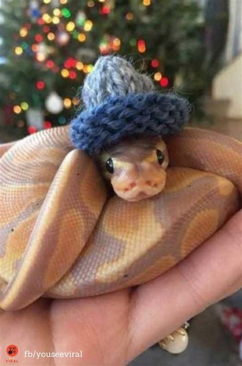 Insane Photos Of Snakes Wearing Fashionable Hats Did You Ever Think