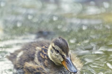 Baby Mallard Duck On A Lake Baby Mallard Duck With On A La Flickr