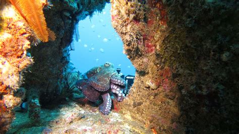 Dive Saint Helena - St Helena Tourism