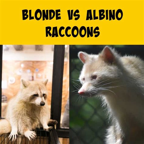 Blonde Vs Albino Raccoons How To Tell Them Apart Squirrels At The