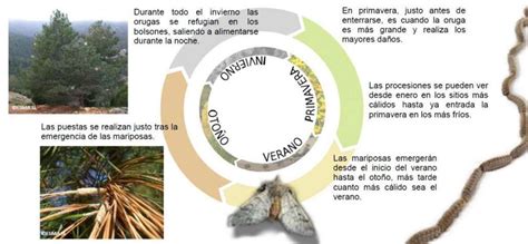 C Mo Es El Ciclo De Vida De La Procesionaria Del Pino