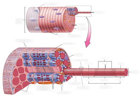 Muscle Fiber Diagram Quizlet