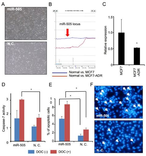 Mir 505 Inhibits Cell Growth By Inducing Apoptotic Cell Death In