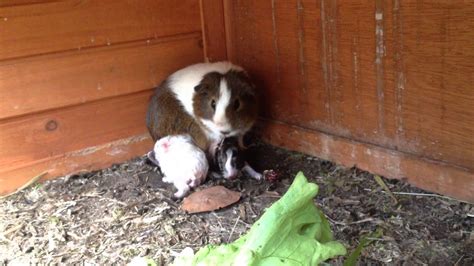 Guinea Pig Giving Birth Brisbane Youtube