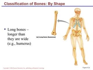 Lecture Bone Structure Markings PPT