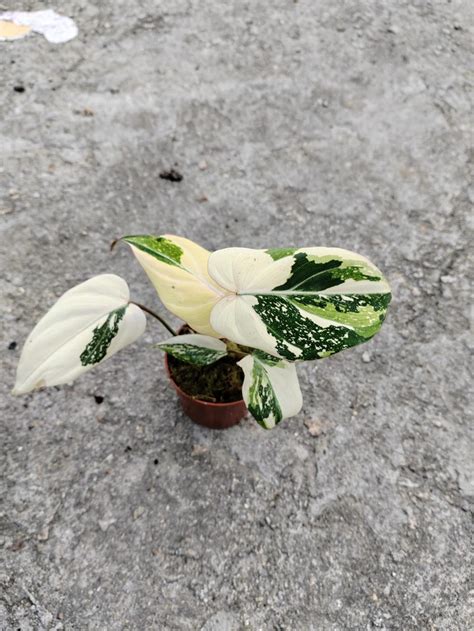 Philodendron Gloriosum Variegated Actual Plant Grogensgarden