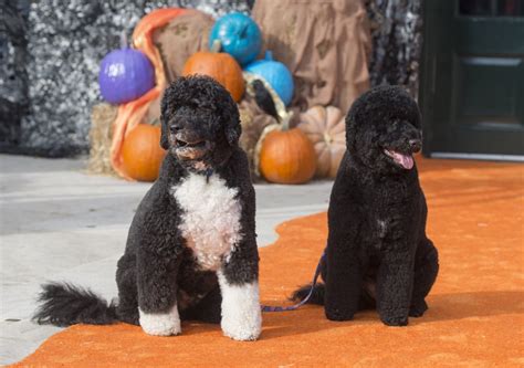 Pictures of Bo and Sunny Obama | POPSUGAR Pets Photo 3