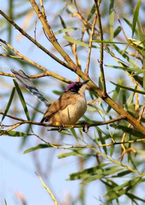 Purple Crowned Fairy Wren Birdforum