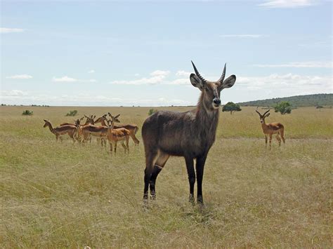 Waterbuck | mammal | Britannica