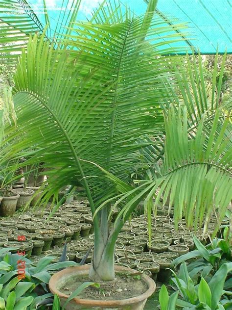 Plantfiles Pictures Ravenea Species Majestic Palm Majesty Palm