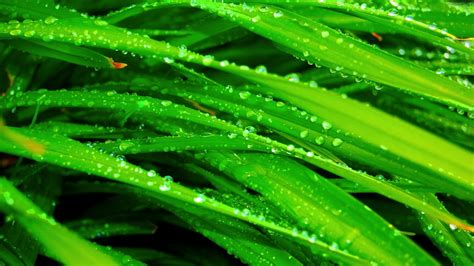 Fondos de pantalla comida césped verde mojado Rocío hoja flor