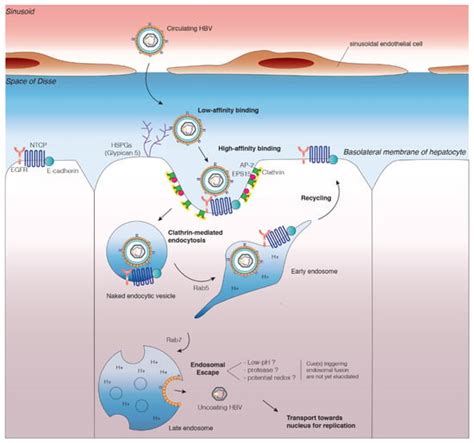 Cells Free Full Text Hepatitis B Virus Entry Into Cells