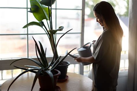 Most Common Indoor Plant Diseases And Their Treatment Regular Articles