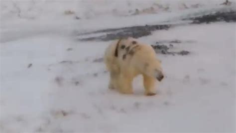 Polar bear spray-painted with graffiti sparks outrage | CTV News