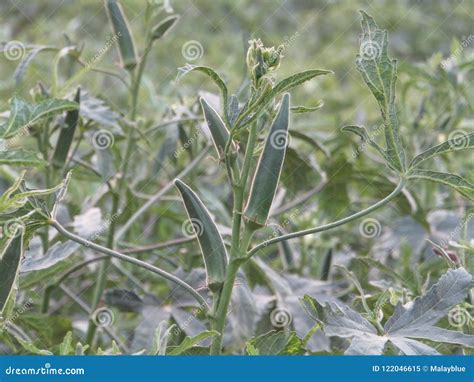 Green Finger stock image. Image of natural, green, finger - 122046615