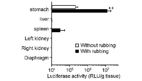 Transgene Expression With Filled Bars Or Without Rubbing Open Bars