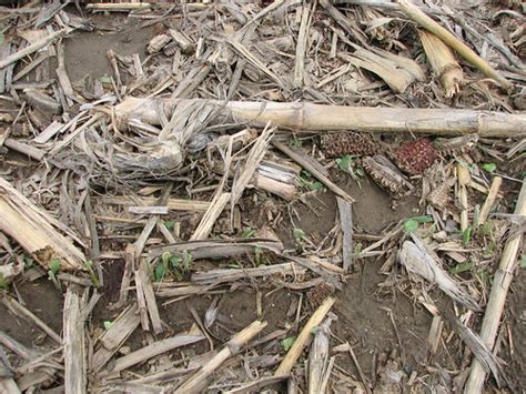 Hail Soybeans02a Burt Co Damage Photo Courtesy John Wi Flickr