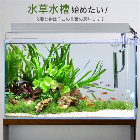 熱帯魚・水草 飼い方と育て方図鑑 激安人気新品 魚のエサ