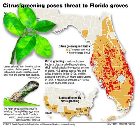 Citrus Greening Florida S Bittersweet Harvest Extra Where Are Oranges Grown In Florida Map