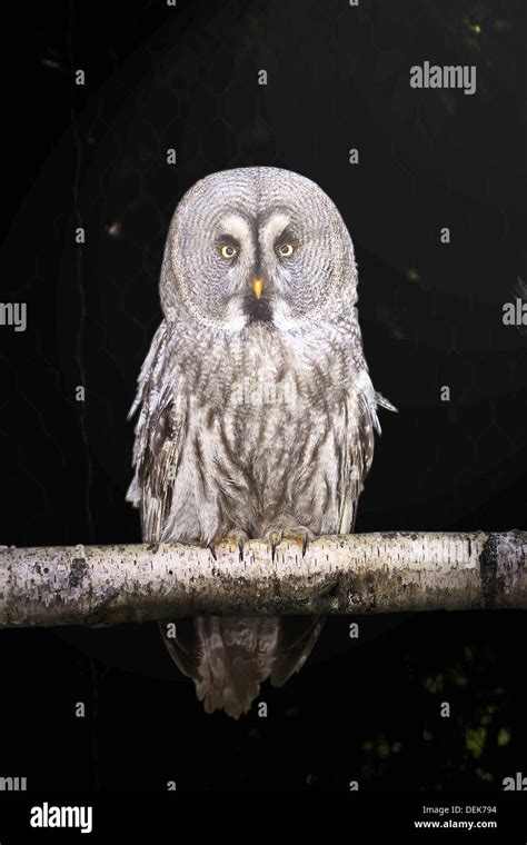 Great Gray Owl Strix Nebulosa Stock Photo Alamy