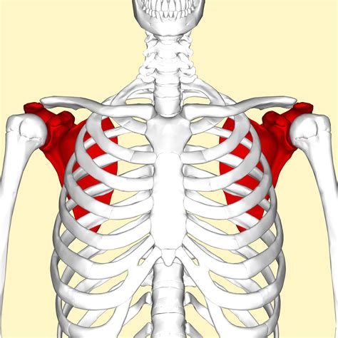 Filescapula Anterior View2png Wikimedia Commons