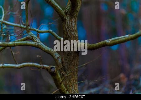 Oak Tree Without Leaves In Autumn And Winter A Series Shot From The