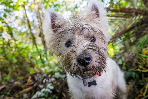 How to Remove Stains from White Dog Fur – Top Dog Tips