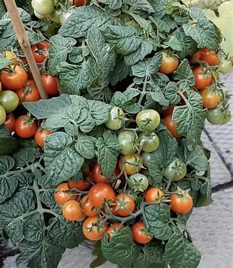 Tiny Tim Tomato Growing Tiny Tim Tomatoes Backyard Gardeners Network