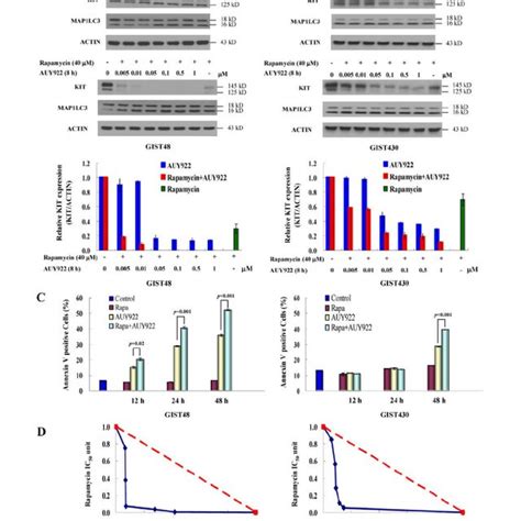 The Combination Effect Of Auy And Rapamycin On Kit Protein