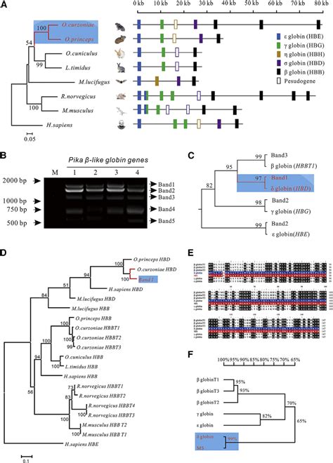 The Gene Encoding The B Like Subunit In The Plateau Pika A Genomic