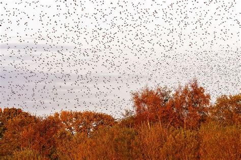 Swarming Murmuration Birds - Free photo on Pixabay - Pixabay