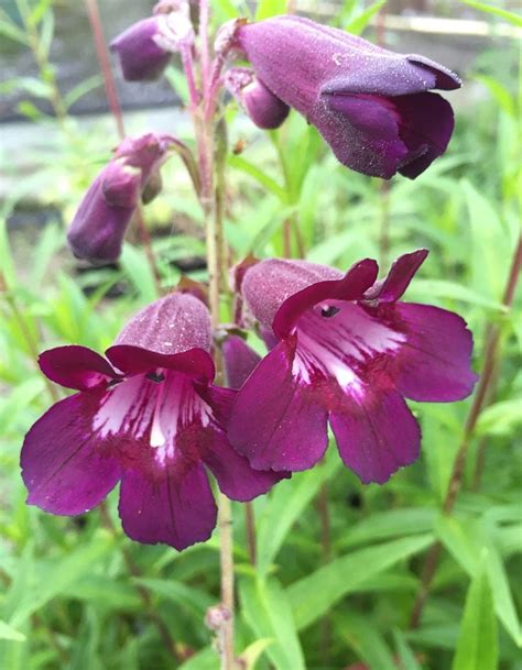 Penstemon Blackbird 4 Pot Hello Hello Plants