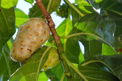 Buah Mengkudu Or Noni Fruit Morinda Citrifolia It Is Also Known As Big