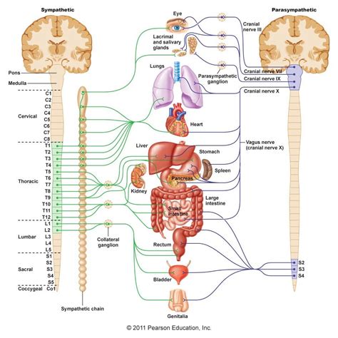 Functioning Of The Autonimoc Nervous System Diagram Quizlet