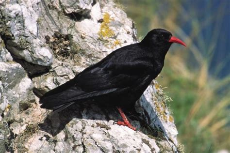 Chough - BirdWatch Ireland