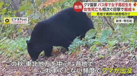 人間の生活圏に“堂々と”現れ始めたクマたち高齢者や女性は小柄で襲いやすい？各地で相次ぐ都市型「アーバンベア」被害｜fnnプライムオンライン