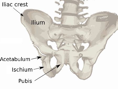 47+ Flat Bone Diagram - KathyrnDana