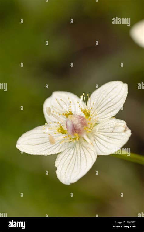 Grass Of Parnassus Parnassia Palustris Wildflower In Wetland Marsh