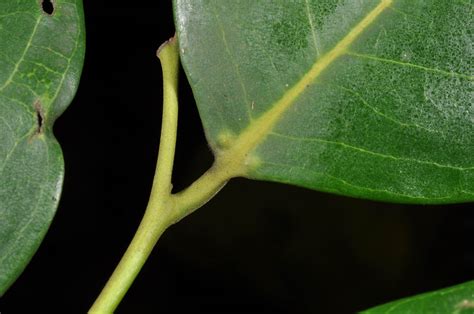 Diospyros Maritima Ebenaceae Image At Phytoimages Siu Edu